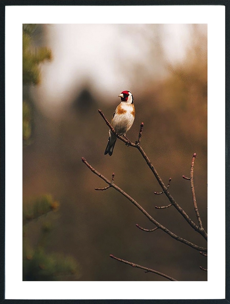 Posterworld - Motiv Vogel - 50 x 70 cm