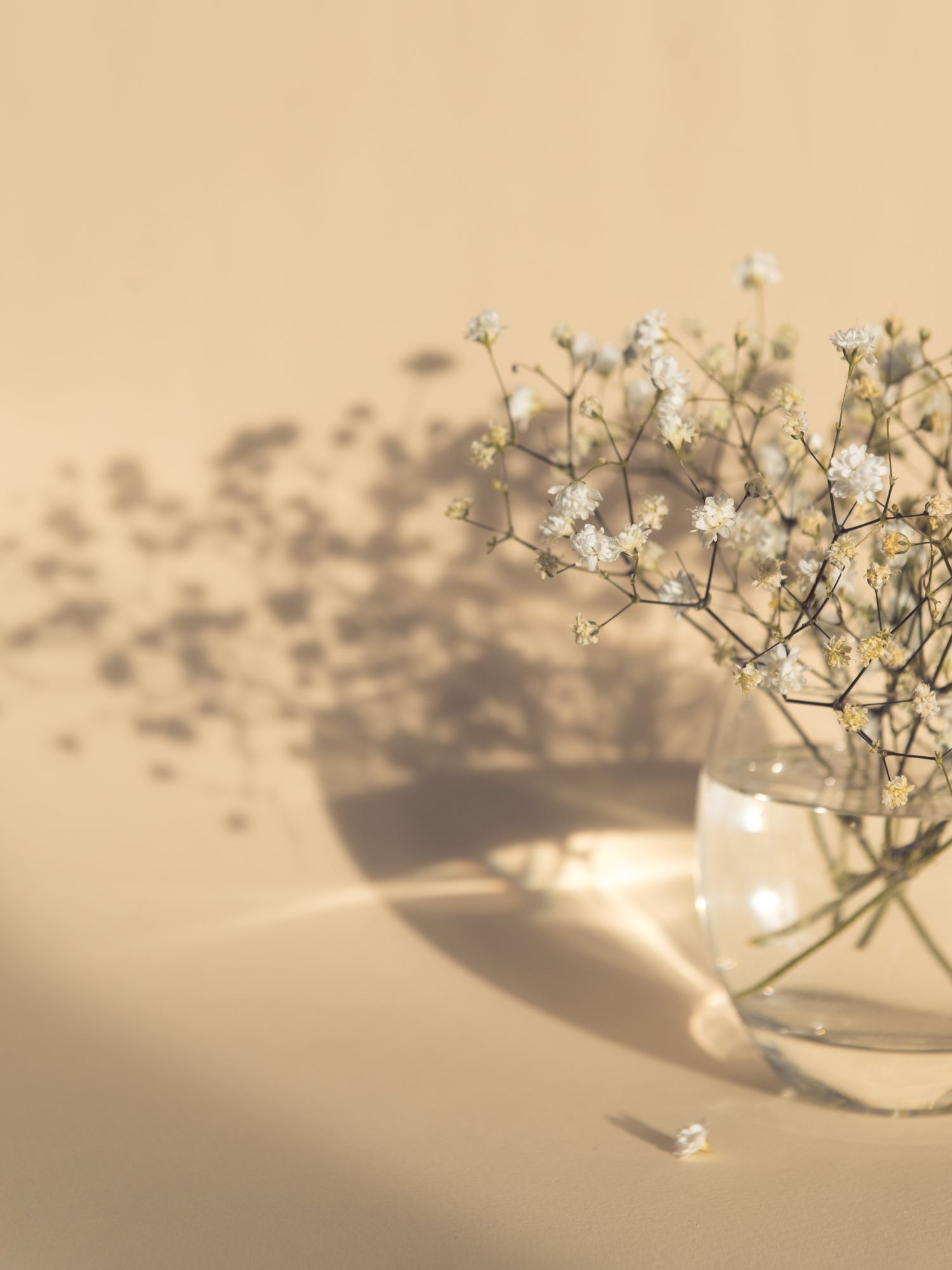 Poster - wei�e Blumen