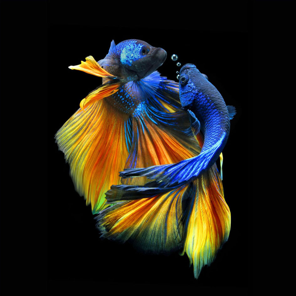 Glasbild Fische Nr. 1 - 80x80 cm