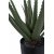 Kunstpflanze Aloe Vera - H: 51 cm - Grn