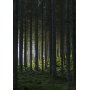 Poster - Wald