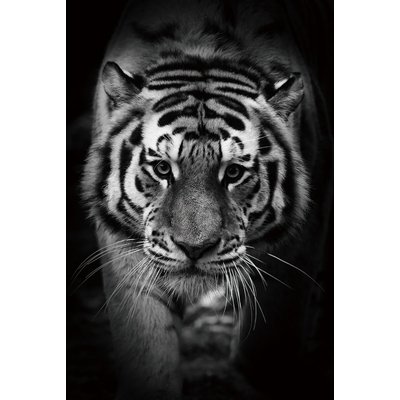 Glasmalerei Tiger - 120x80 cm