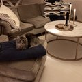 Kundenbild Accent Couchtisch rund 85 - weißer marmor/Messingfarben